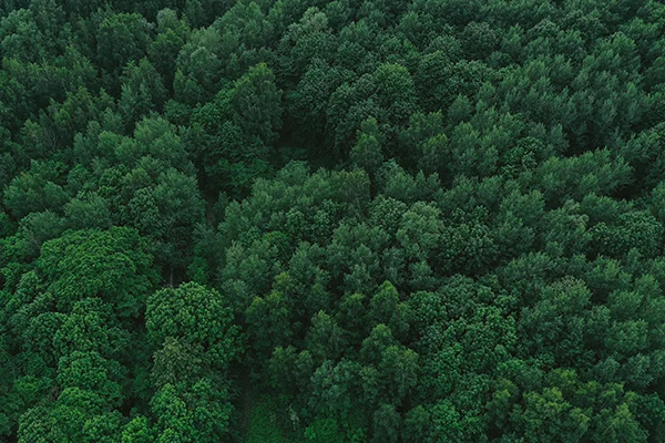 sustainable green forest – 1 sustainable green forest - 1